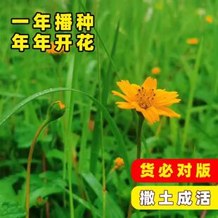 三叶蟛蜞菊种子南美黄花墨菜黄花龙舌草田黄菊花卉盆栽绿植草花籽