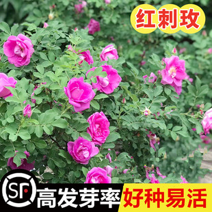 当年新采红刺玫种子玫瑰花园林绿化观赏开花种大花藤本黄刺玫种籽