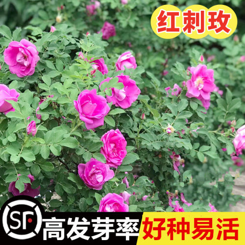 红刺玫种子大花藤本黄刺玫种籽
