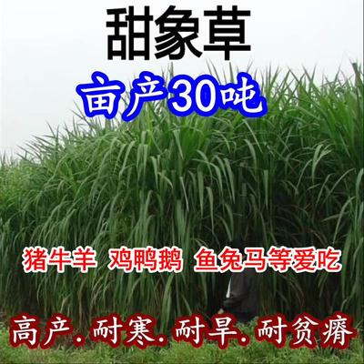 台湾甜象草种子养殖牧畜多