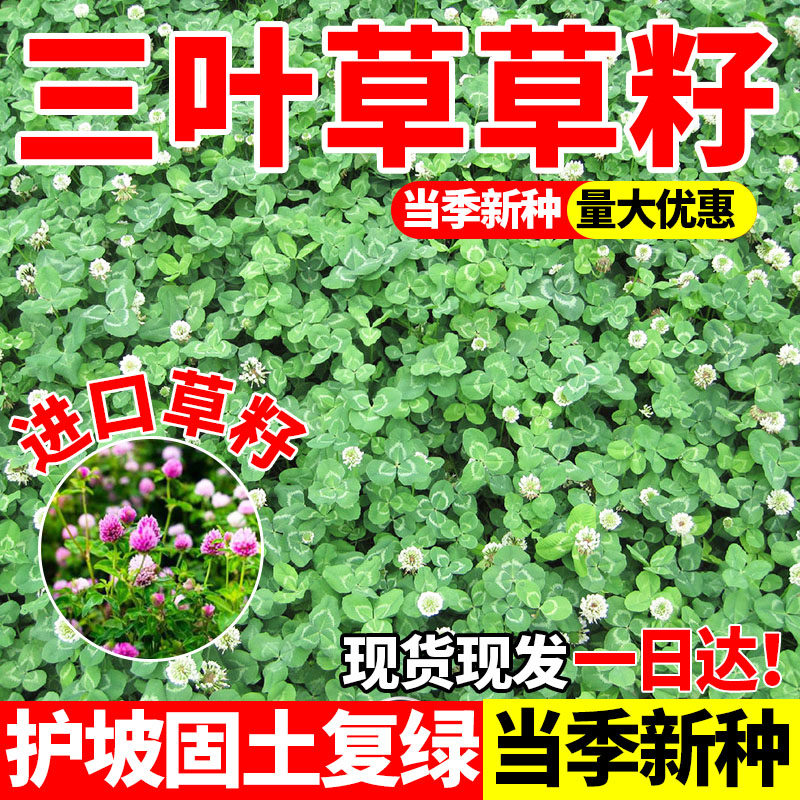 三叶草草籽花种子四季常青公园区绿化工程生态复绿草籽植物多年生
