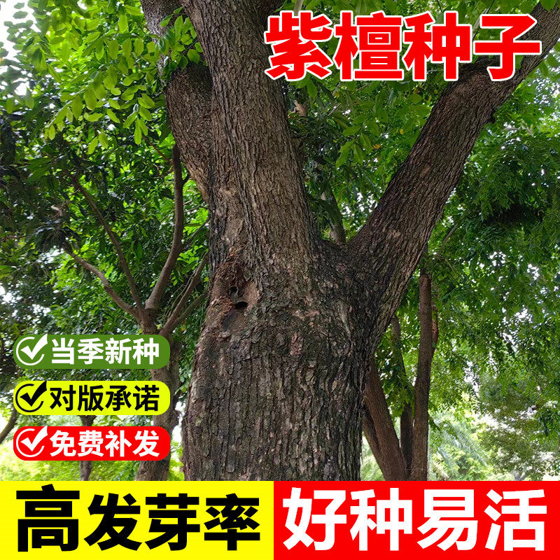 紫檀种子小叶紫檀庭院盆景树种子盆栽植物室内办公室四季常青种子