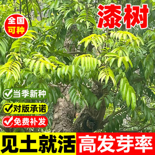 四季易种漆树种子庭院景观油漆树种列加氏金大小野生木漆树种籽