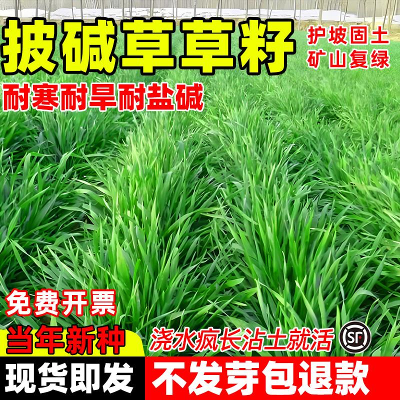披碱草籽护坡固土抗寒耐盐