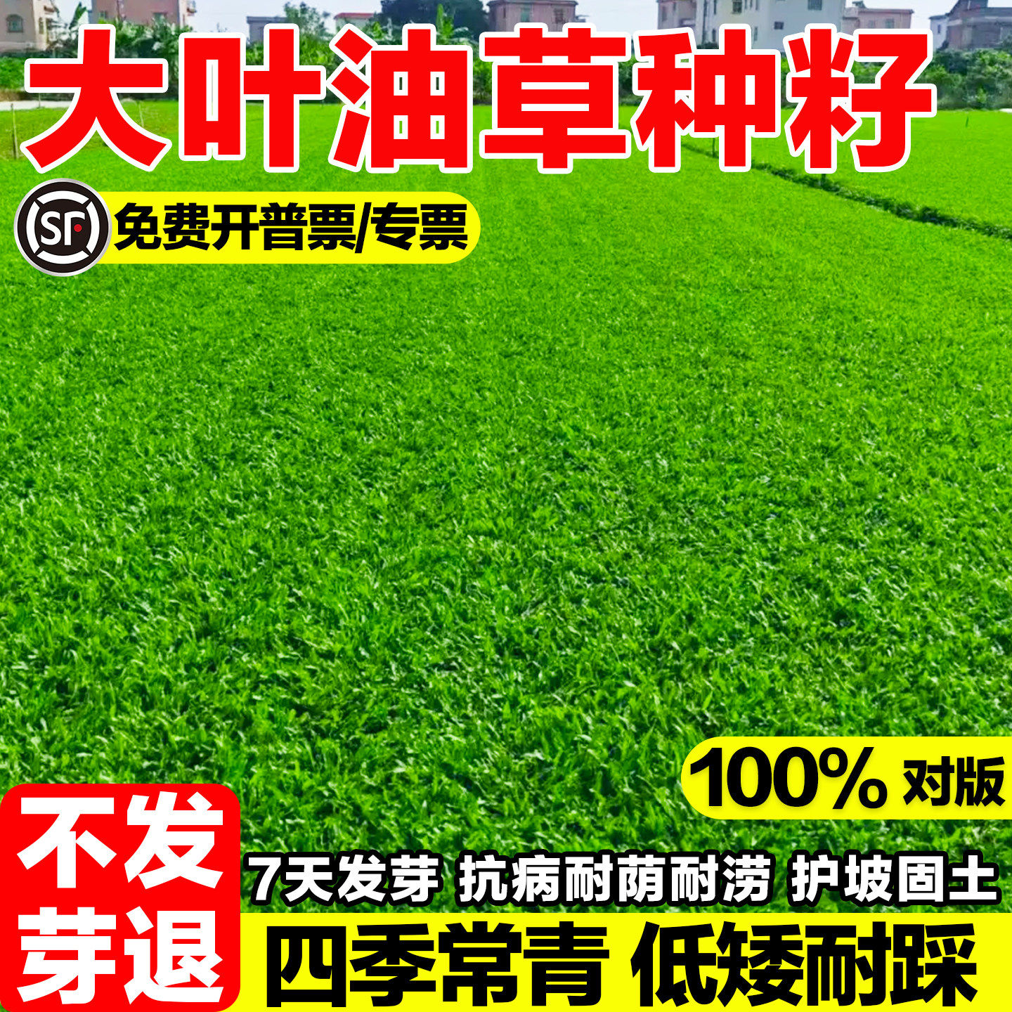 大叶油草种子四季常青耐热耐旱