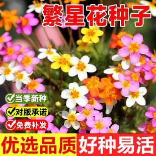繁星花种籽子繁花荵小星辰花籽四季种阳台盆栽室外庭院花卉花种子