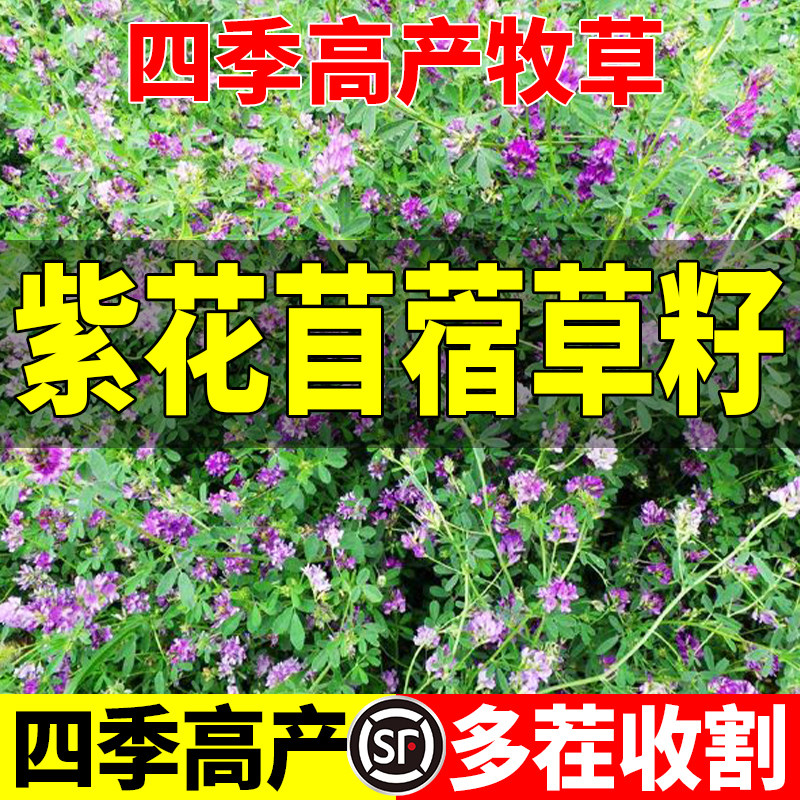 紫花苜蓿草籽多年生牧草种子四季养殖喂羊牛鸡鸭鹅草鱼牧草种籽