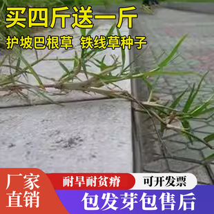 巴根草牛筋草种子铁线草护坡草籽爬地草狗牙根护坡种子防水土流失