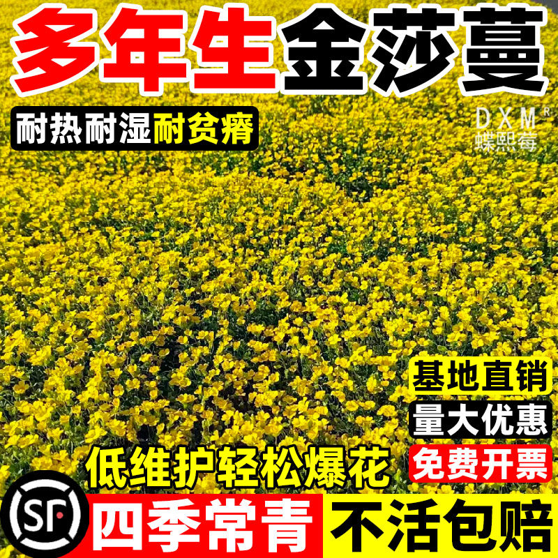 金莎蔓佛甲草阳台庭院花园地被铺面过路黄造景耐热花镜地被绿植物