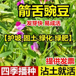 箭舌豌豆种子粮食饲草兼用轮作绿肥种子箭舌野豌豆大巢菜春秋牧草