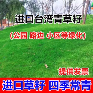 草坪种子台湾2号细叶结缕草低矮生四季青草种台湾草草籽绿化草籽