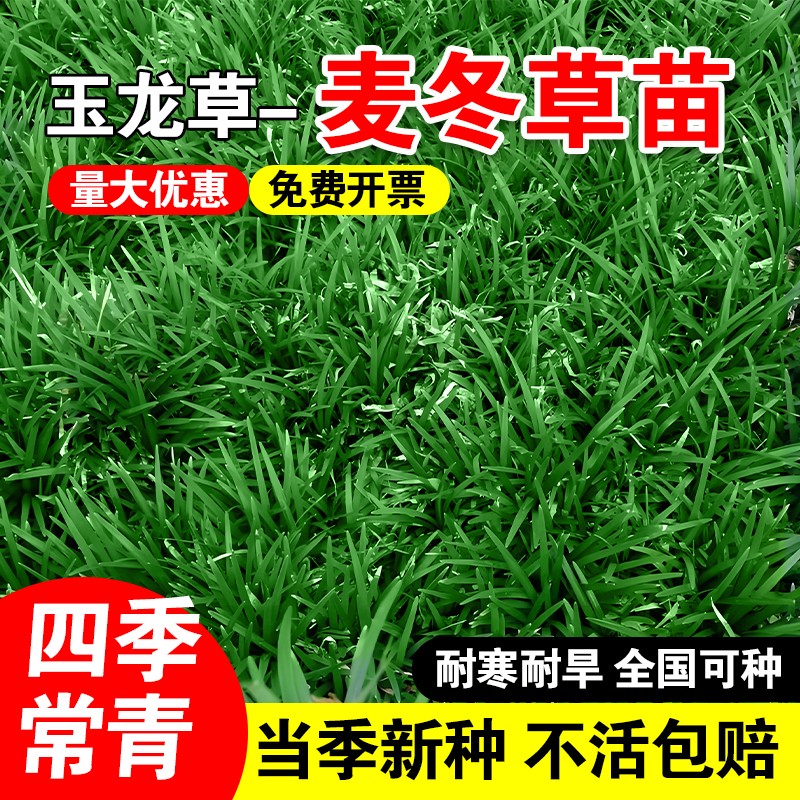 日本玉龙草种子四季青矮生细叶