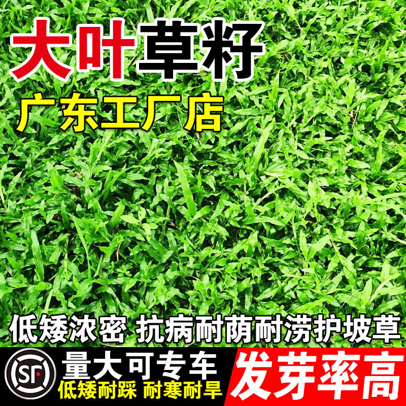 大叶草籽大叶油草草籽耐热抗旱矮生公园绿化四季青草坪草种子
