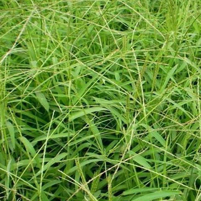 马唐草种子青药谷莠羊麻粟