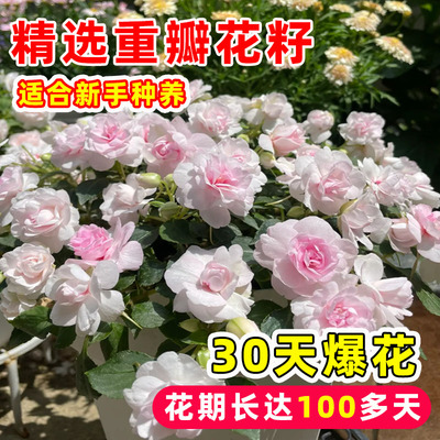 重瓣凤仙花种子籽指甲卉太