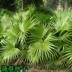 蒲葵种子新采林木种子别称扇叶葵种子四季种植葵树种籽风景树种子