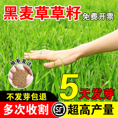 黑麦草草籽高蛋白多茬收割