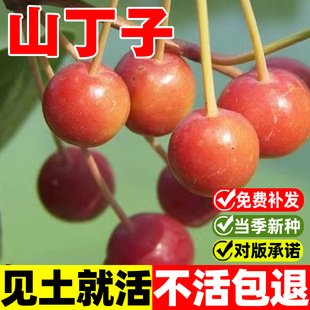 山丁子种子山荆子种籽山定子林荆子种孑野生果树盆栽护坡园林绿化