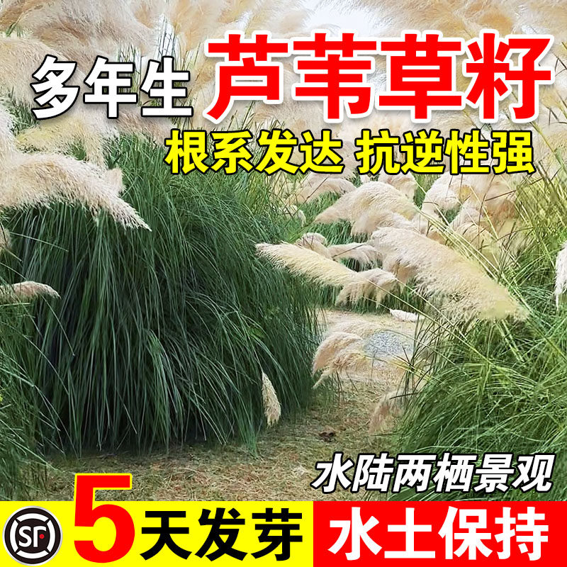 芦苇草籽水生植物水草养虾鱼净化水质池塘水塘防泥土流失沙漠芦苇