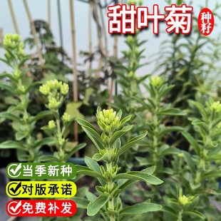 四季甜叶菊种子甜菊香草甜菊叶花草茶阳台花卉原生纯种特菜蔬菜籽