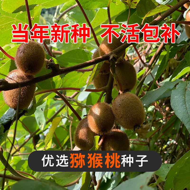 猕猴桃种子水果树南方种植