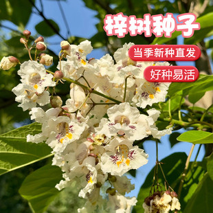 梓树种子 花楸 水桐 河楸 黄金树 臭槐树 梓实 梓白皮 辛树种子