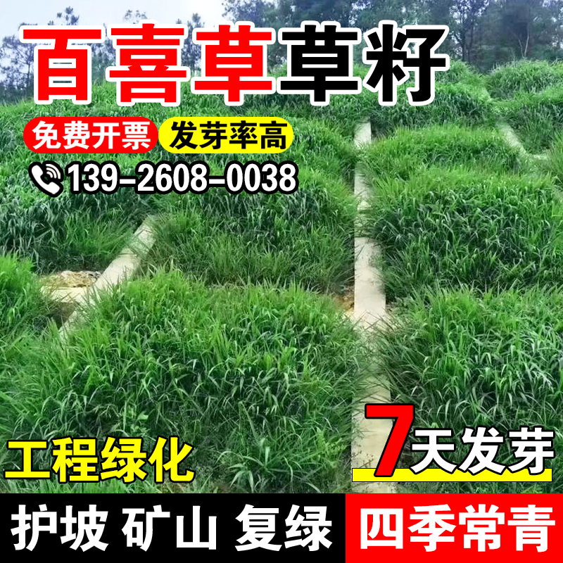 百喜草草籽耐寒耐旱护坡草种