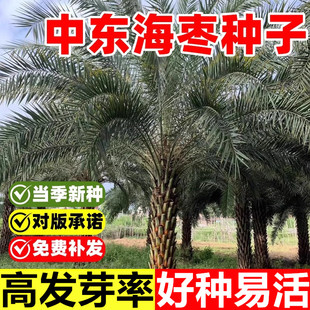中东海枣阿联酋伊拉克椰枣种子加拿利海枣树水果枣子树木盆栽植物