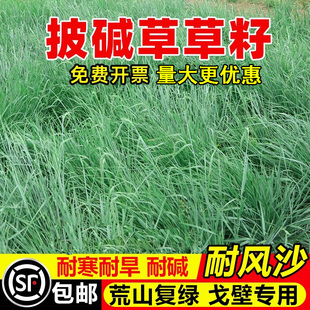 披碱草种子抗风沙耐寒耐旱耐盐碱护坡固土绿化多年生四季牧草种籽