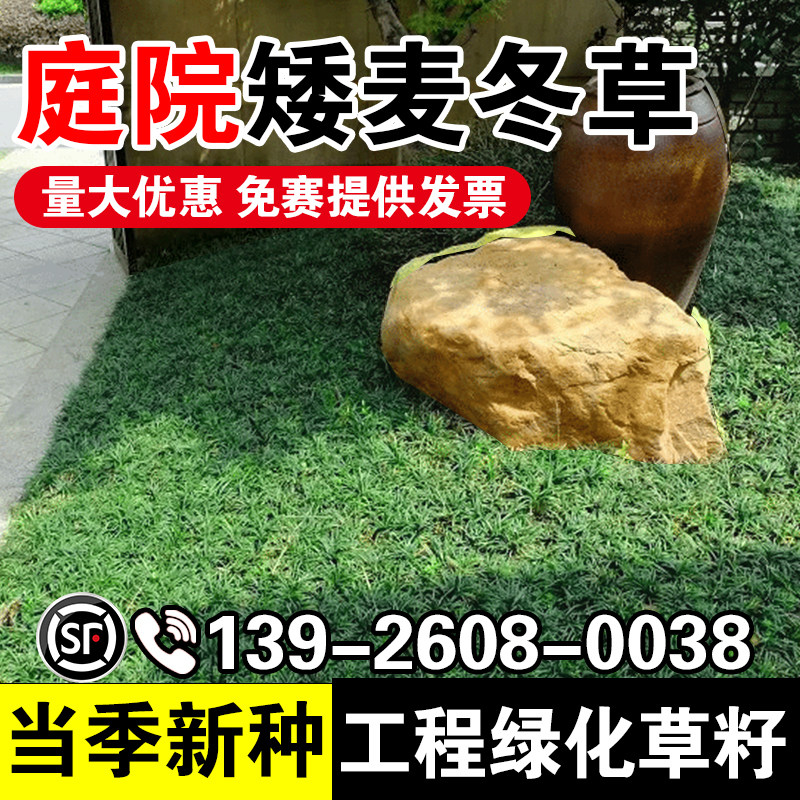 庭院矮麦冬草玉龙草日本矮麦冬草种籽细叶麦冬庭院绿化种子