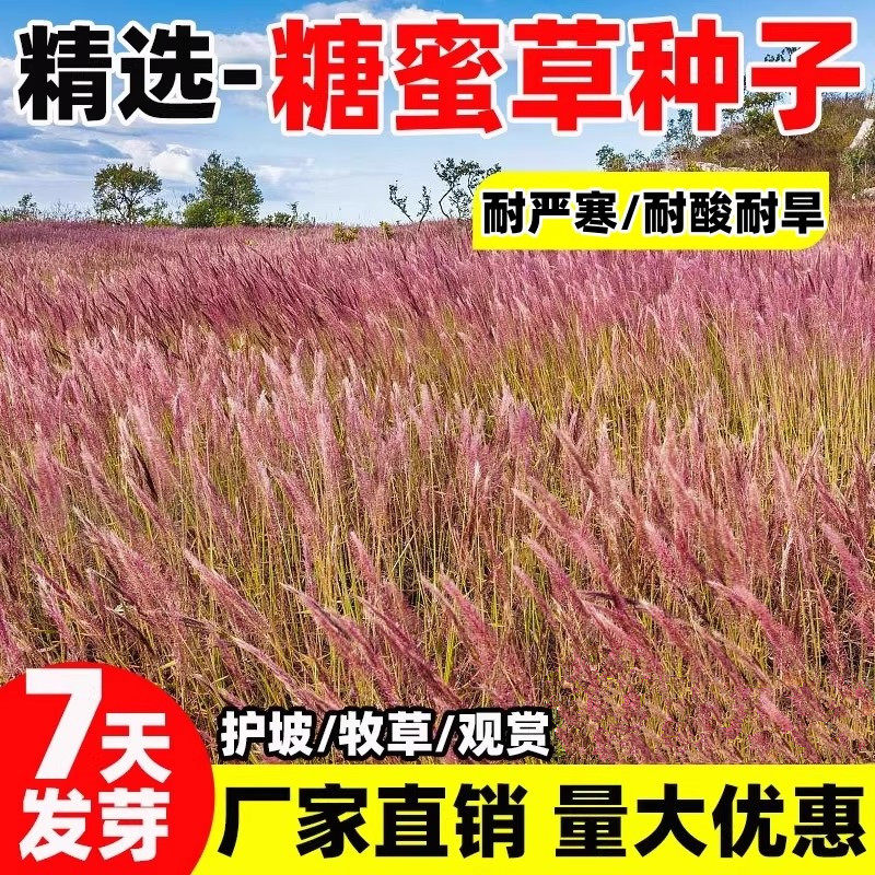 糖蜜草种子耐寒四季南北方种植牧草种籽护坡固土花园配景观赏草籽