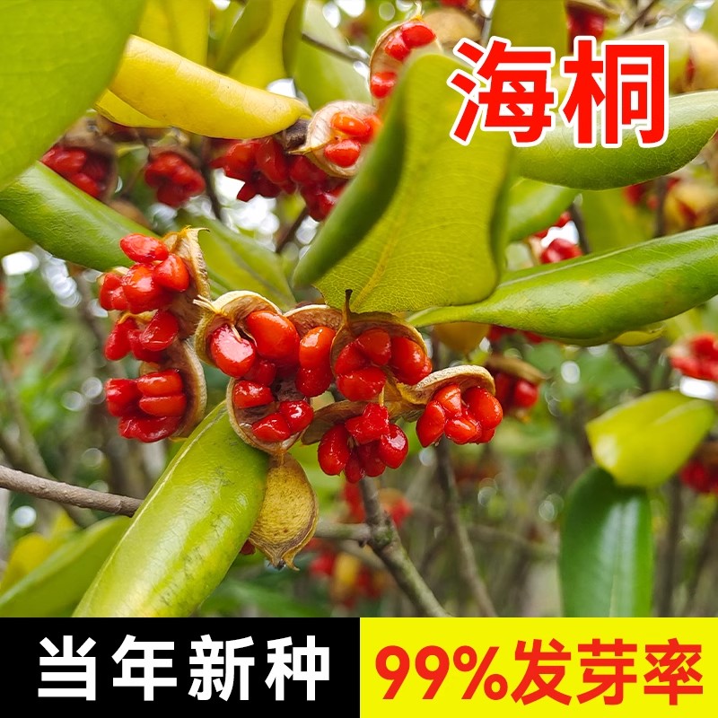 海桐种子新采优质林木种子