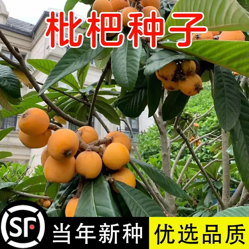 琵琶种子枇杷树种子 白玉枇杷 芦橘白枇杷 大五星枇杷种子 果树籽