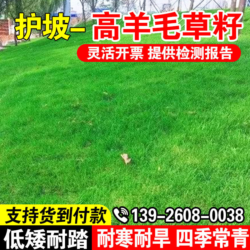 高羊毛草籽种籽高羊毛四季青护坡草狗牙根黑麦草坪种子孑