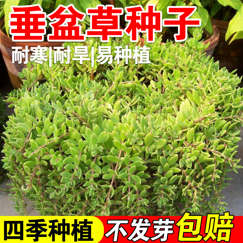 垂盆草种子四季长青护坡花坛吊兰种子菜种子易播包邮