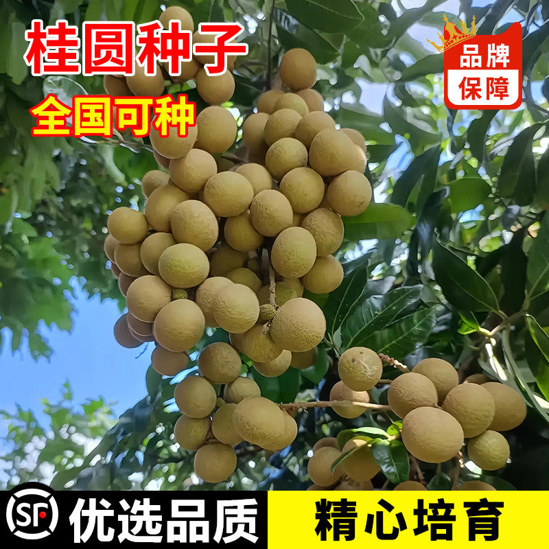 桂圆龙眼种子树嫁接盆栽水果树储良石硖南方四季种植地栽当年结果