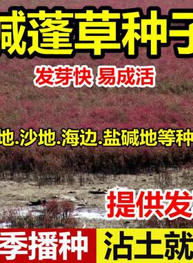 新采碱蓬草种子籽盐地土壤