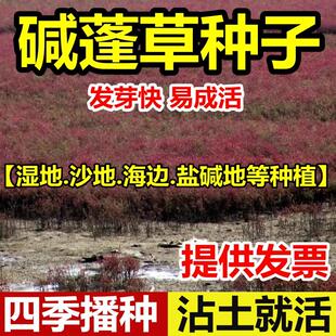 新采碱蓬草种子籽盐地碱蓬土壤改善沙地荒地耐盐碱治理护坡翅碱蓬