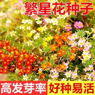 四季繁星花种籽子繁花荵小星辰花籽种阳台盆栽室外庭院花卉花种子