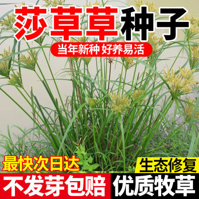 莎草种子雷公头水田草碎米异形莎