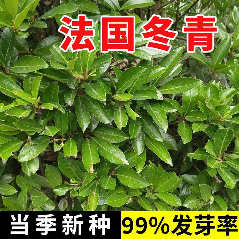 法国冬青树种子北海道黄杨绿化苗