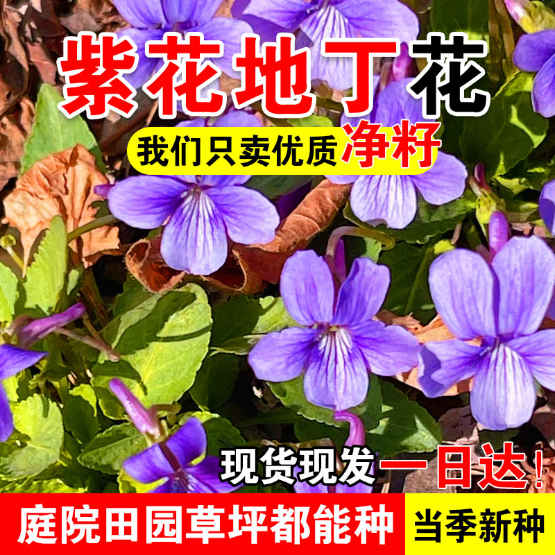 紫花地丁花种籽四季种植