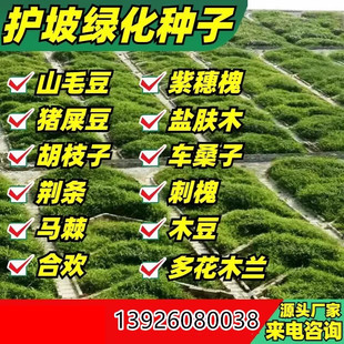 护坡灌木草种子紫穗槐种籽胡枝子矿山复绿草籽猪屎豆刺槐籽