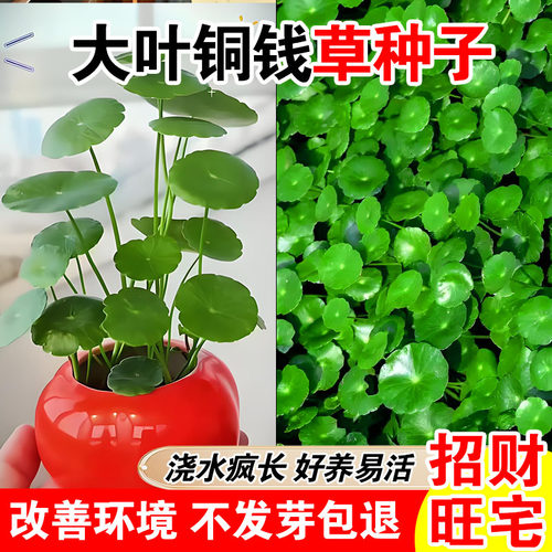 大叶铜钱草种子水培土培鱼缸造景