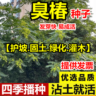 新采臭椿树林木种子臭椿种子乔木造林树苗籽红油香椿种子护坡绿化
