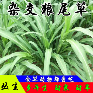 牧草种子多年生杂交狼尾草高产四季高产喂禽畜牛羊鸡鸭鹅鱼牧草籽