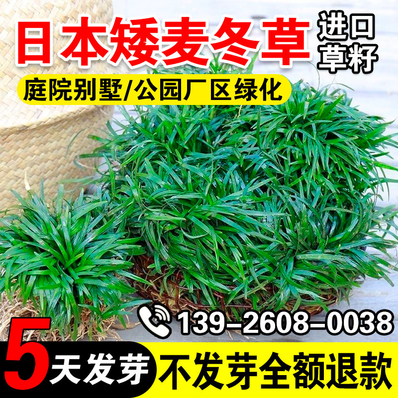 日本矮麦冬草玉龙草日本矮麦冬草种籽细叶麦冬庭院绿化种子