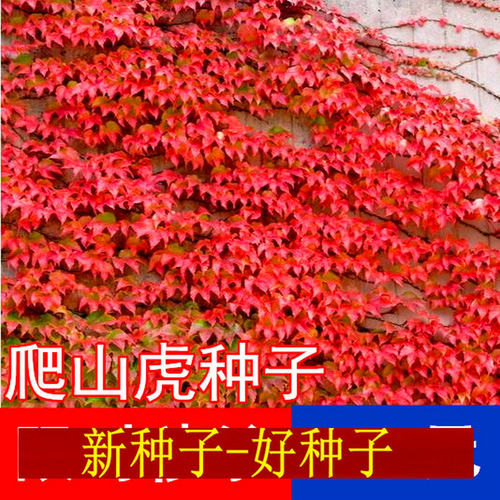 爬藤墙虎花籽山苗攀援本观