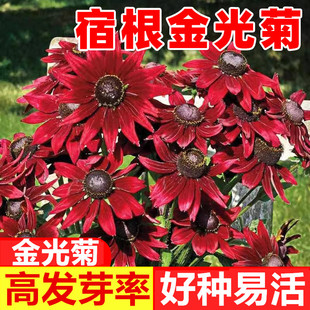 宿根金光菊种子四季播种开花黑烟苏珊花种冬天庭院室外盆栽种籽孑
