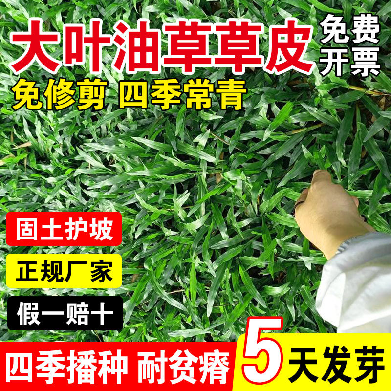 大叶油草草皮大叶油草草籽耐热抗旱矮生公园绿化四季青草坪草种子